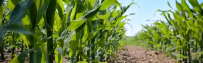 Unified S&amp;OP, Cost Planning, and Sales Analysis at Syngenta